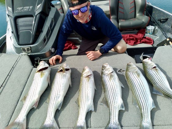 Stripers weighed 33lbs